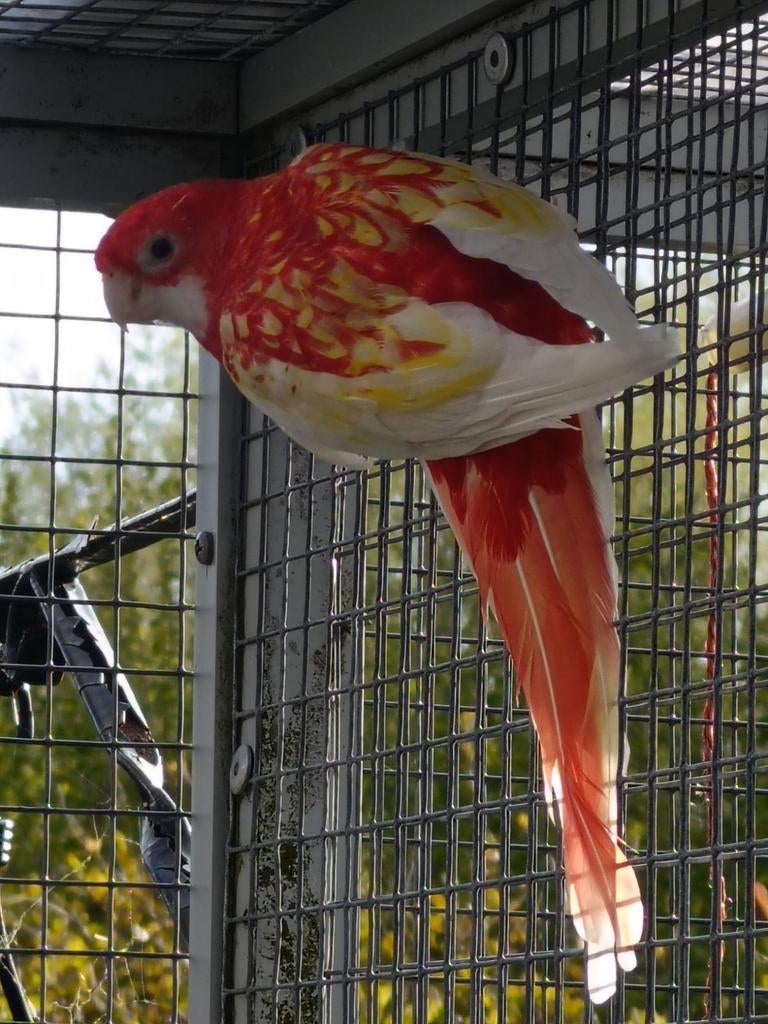 Rubino prachtig rosella pop, Dieren en Toebehoren, Vrouwelijk, Parkiet