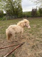 Cremello hengstje, Dieren en Toebehoren, April, Mannelijk