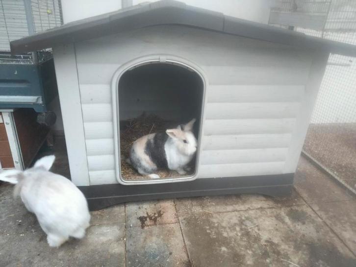 Kunstof konijnenhok / dogvilla xl, Dieren en Toebehoren, Knaagdieren en Konijnen | Hokken en Kooien, Hok, Minder dan 60 cm, 110 cm of meer