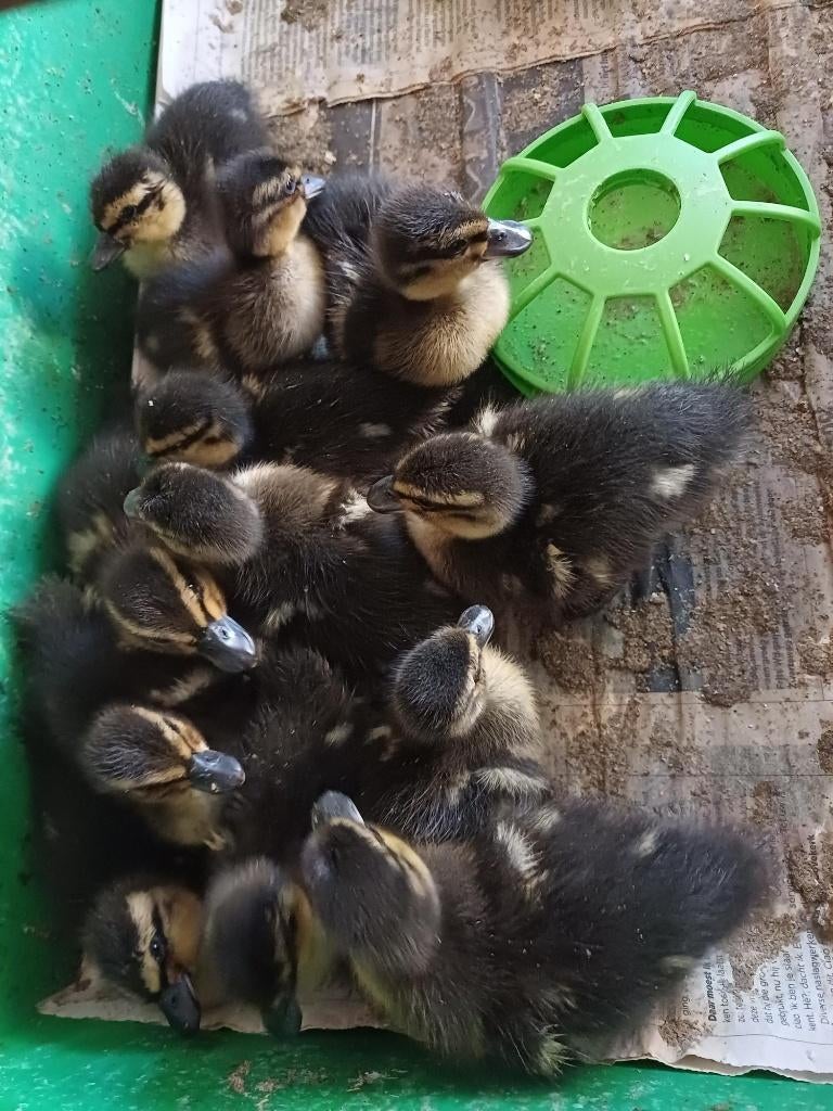 KWAKERTJES AANGEBODEN:, Meerdere dieren, Eend