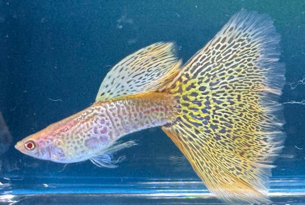 ***High Quality Albino Yellow Cobra guppen***, Dieren en Toebehoren, Vis, Zoetwatervis, Schoolvis