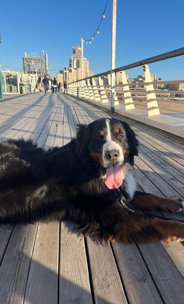 Honden oppas aan huis 🐶🐕🐾🦴Ede Lunteren ederveen Bennekom, Ophalen of Verzenden, Nieuw, Intelligentiespeelgoed