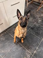 Mechelse Herder teef (10 maanden), Dieren en Toebehoren, Honden | Herdershonden en Veedrijvers, België, Particulier, 15 weken tot 1 jaar