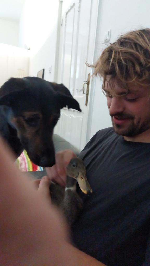 Landbouwgrond weide puiflijk druten boven leeuwen alphen, Ophalen