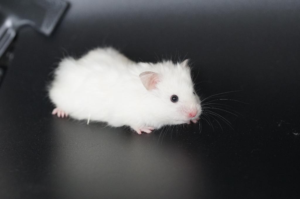 Syrische hamsters/Goudhamster baby's, Hamster, Februari, Meerdere dieren, Tam