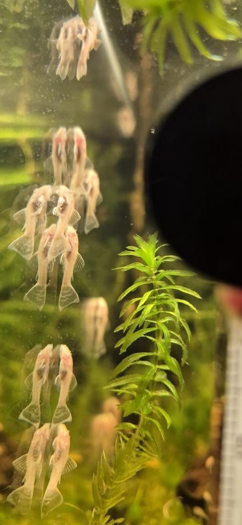 Albino ancistrussen, Dieren en Toebehoren, Vissen | Aquariumvissen, Vis, Zoetwatervis