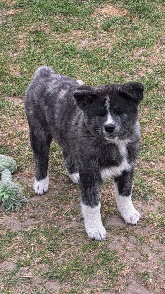 Akita inu Fc, Dieren en Toebehoren, Parvo, 8 tot 15 weken, Buitenland, Teef