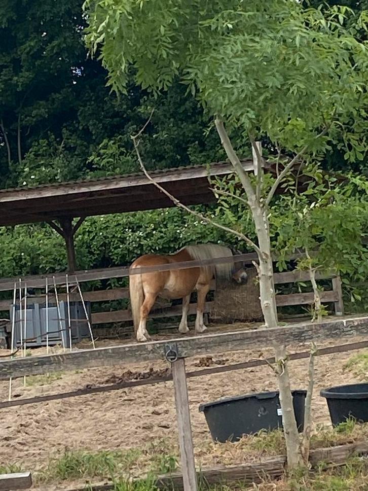 Fijne 24/7 buiten plek!, Dieren en Toebehoren, Stalling en Weidegang, Stalling, Weidegang, 1 paard of pony