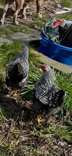 Wyandotte kriel hennen, Dieren en Toebehoren, Pluimvee, Vrouwelijk, Kip