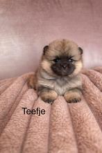 Pomsky pup pomsky x pomeriaantje, 8 tot 15 weken, Poolhond, Parvo, Meerdere