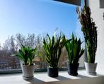 Indoor plants with pots, Ophalen, 100 tot 150 cm, Overige soorten, Halfschaduw