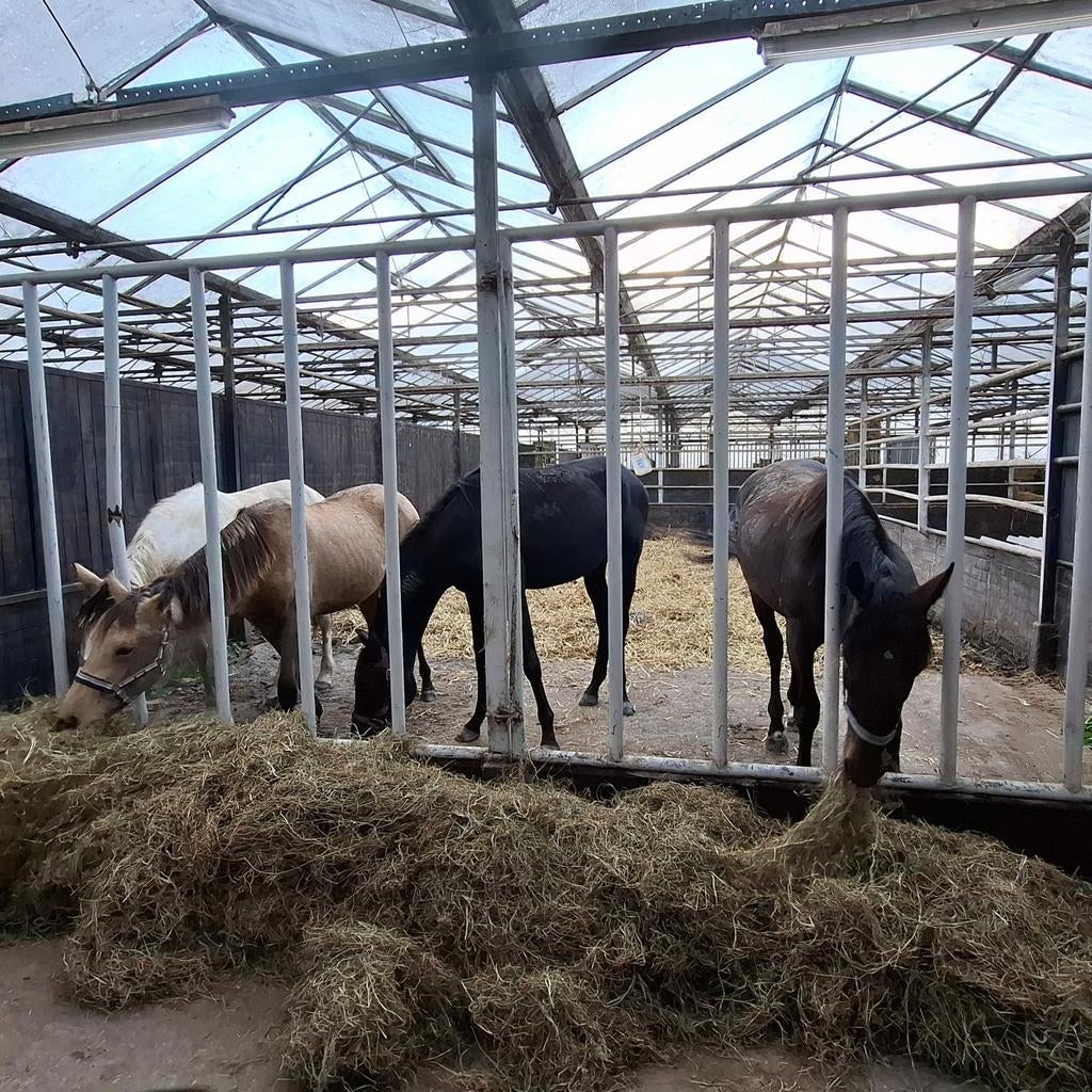 Opfok beschikbaar  merrieveulens  geboren in 2026, Opfok