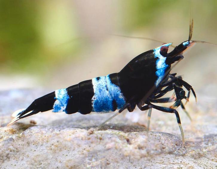 Blue shadow panda caradina garnalen, Dieren en Toebehoren, Vissen | Aquariumvissen, Kreeft, Krab of Garnaal