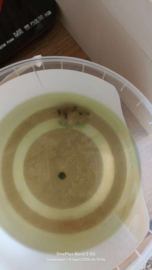 2 gouden vissen Gratis, Ophalen