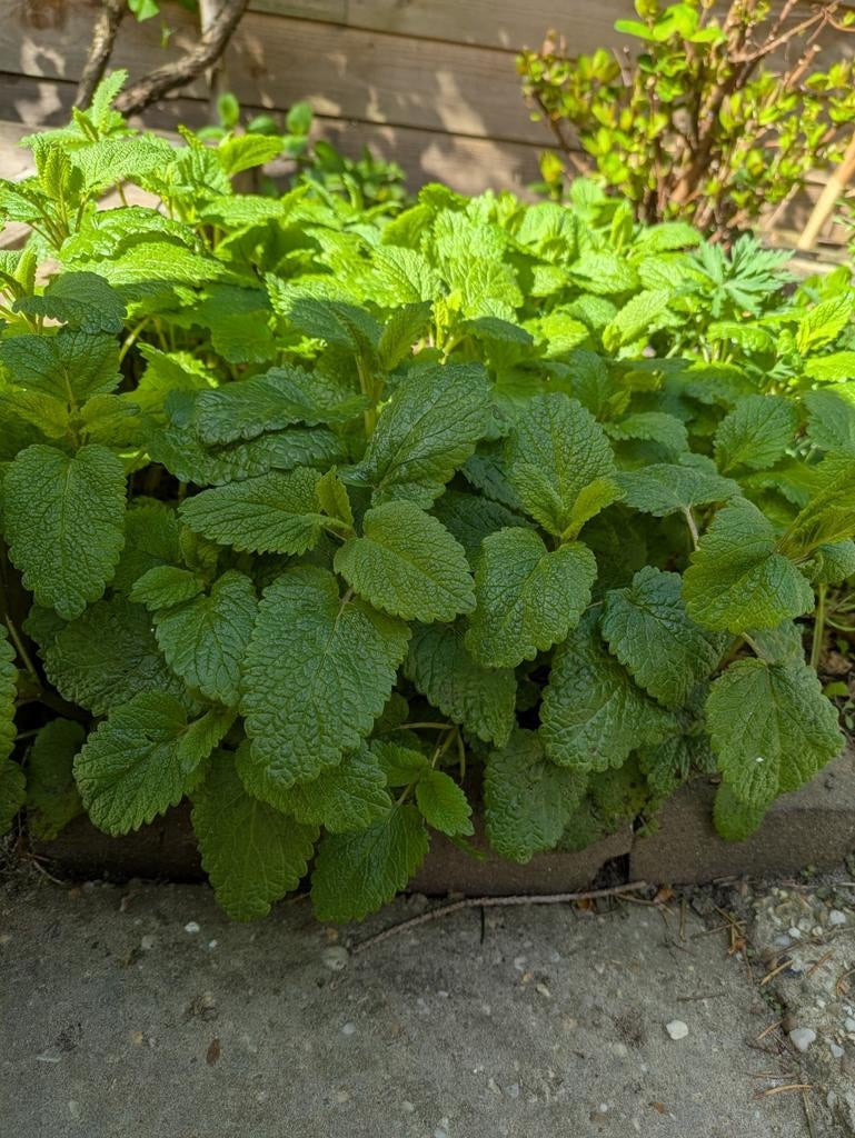 Citroenmunt p9 pot biologisch, Ophalen, Overige soorten, Volle zon
