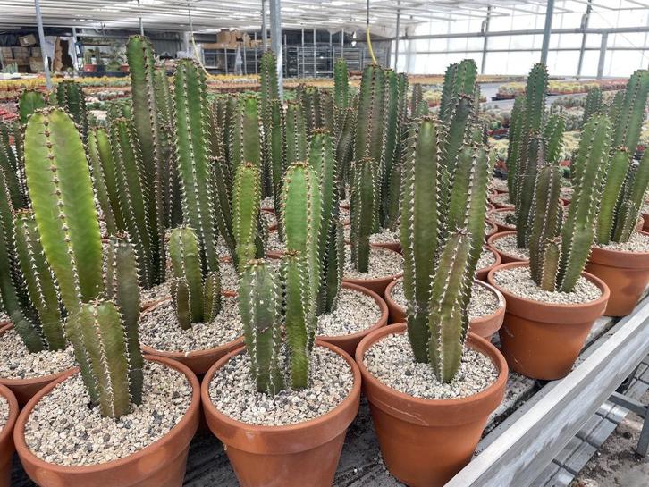Cactus Euphorbia Canariensis 45-50 hoog Potmaat 18, Huis en Inrichting, Kamerplanten, Cactus, Minder dan 100 cm, Bloeiende kamerplant