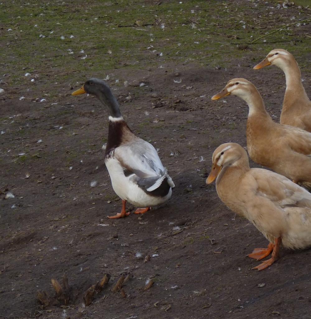 Saksen, Dieren en Toebehoren, Pluimvee, Mannelijk, Eend