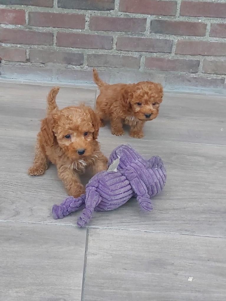 Mooie kleinblijvende Maltipoo pups te koop, Dieren en Toebehoren, Honden | Chihuahua's en Gezelschapshonden, Parvo, Nederland