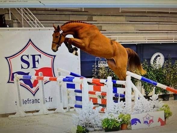 Namelus R x Highline drachtig Louison Manciais, Dieren en Toebehoren, Paarden, Merrie, Springpaard, Met stamboom, M