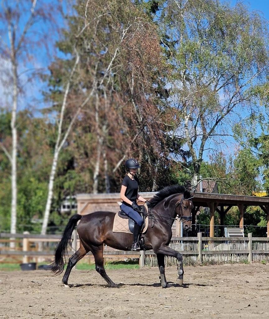 7 jarige spring gefokte kwpn merrie, Dieren en Toebehoren, Paarden, Merrie, 160 tot 165 cm, 7 tot 10 jaar, Springpaard, Met stamboom