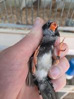 Zwartwang blackface man, Mannelijk
