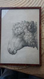 afbeelding van schaap tekening / print /ets, Ophalen of Verzenden