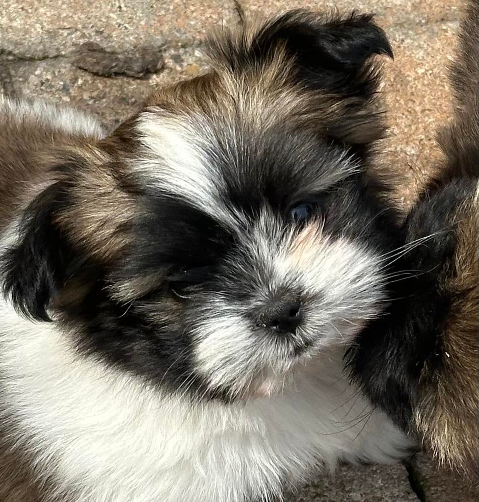 Boomer pups, Dieren en Toebehoren, Parvo, Overige rassen, 8 tot 15 weken, Meerdere