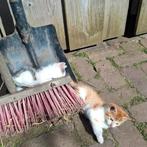 Superlieve mooie kittens rood wit en tijger wit, Meerdere dieren, Ontwormd