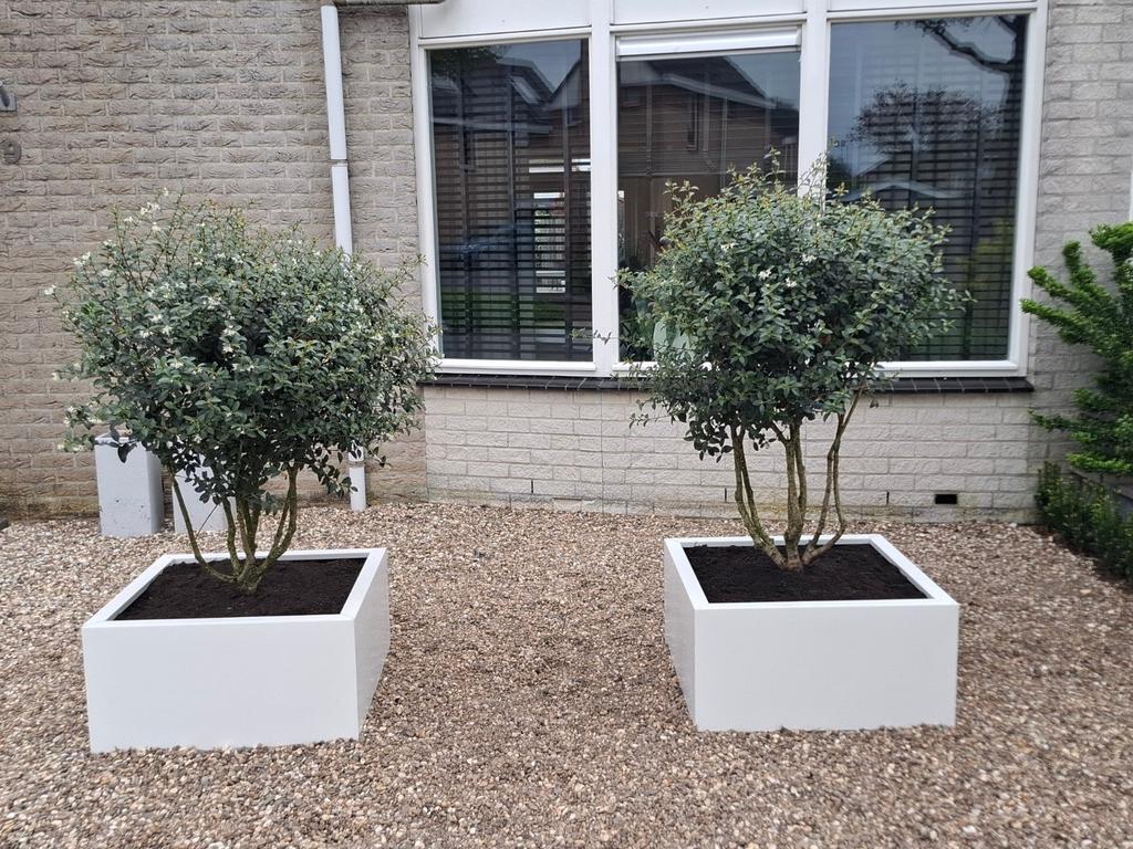Meerstammige bomen. Osmanthus burkwoodii. Meerstam bomen, Ophalen of Verzenden, Zo goed als nieuw, Rond, Hout
