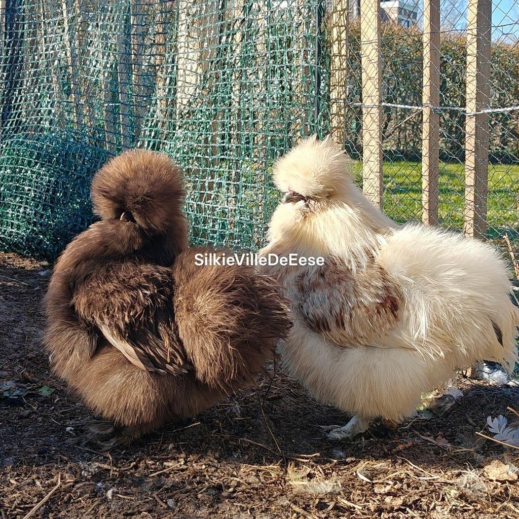 USA Zijdehoen broedeieren, Dieren en Toebehoren, Pluimvee, Geslacht onbekend, Kip