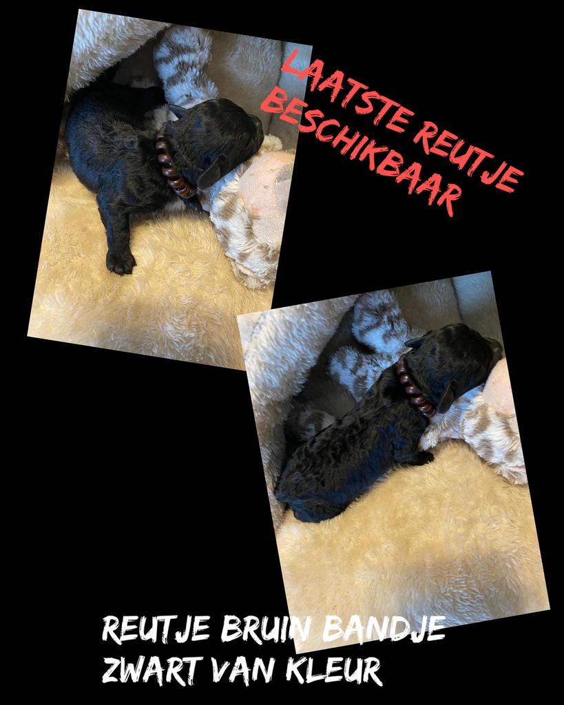 Toypoedel/toy poedel (nog 1 reutje beschikbaar), Dieren en Toebehoren, Honden | Chihuahua's en Gezelschapshonden, Poedel, Meerdere