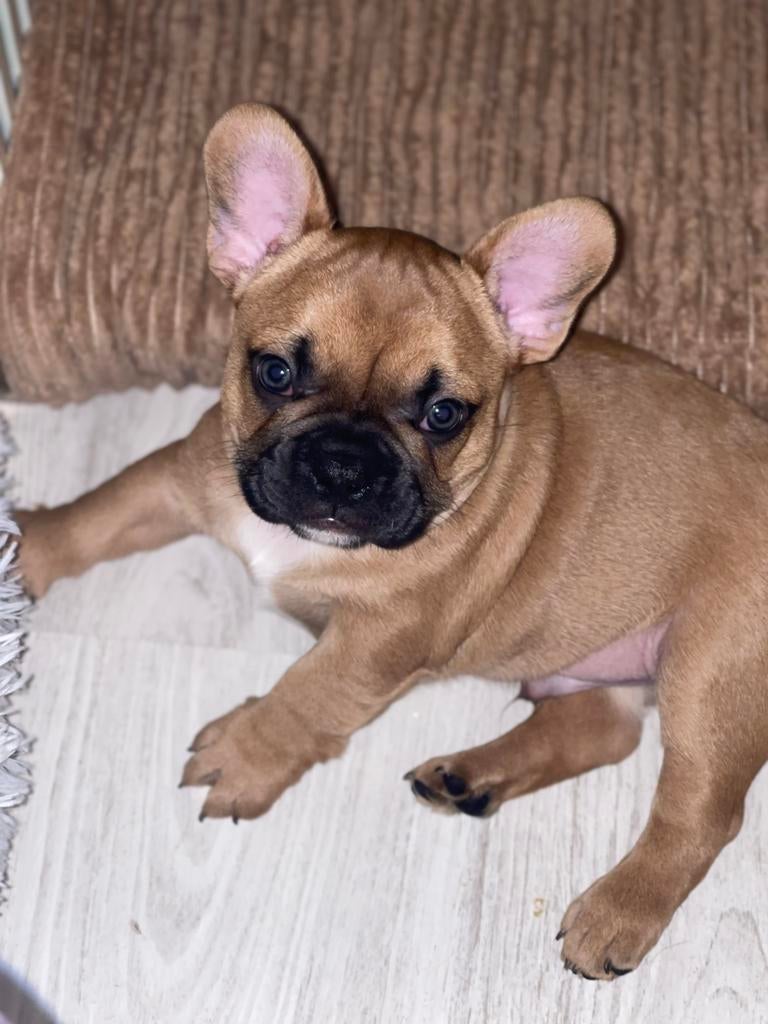 Franse bulldog pups, Parvo, 8 tot 15 weken, Bulldog, Meerdere