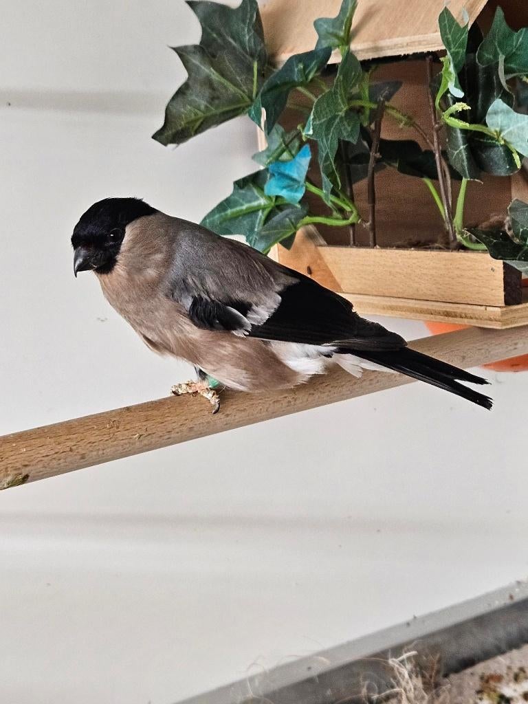 Goudvink wildkleur pop 2023, Dieren en Toebehoren, Vrouwelijk, Wildzangvogel, Geringd