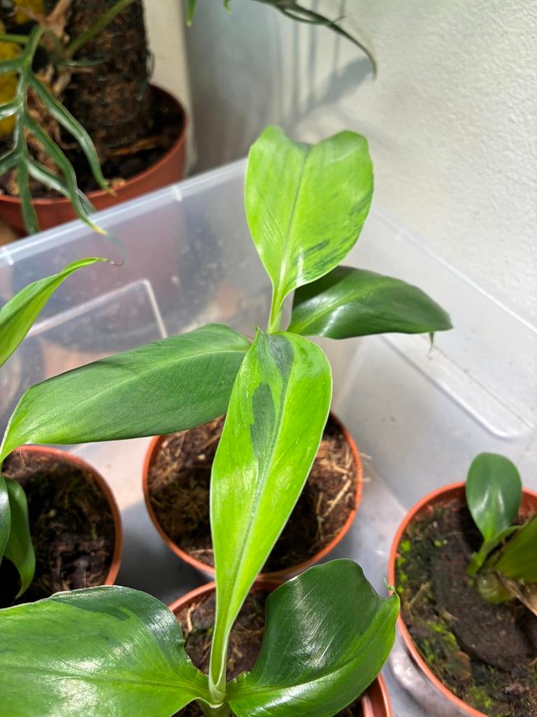 Musa Basjoo Variegata 'Lime Mint' - Zeldzame Bananenplant, Overige soorten, Volle zon, Vaste plant, Ophalen of Verzenden