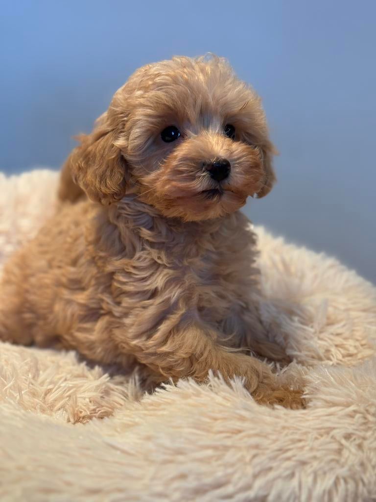 Prachtige pups ( Maltezer met Dwergpoedel ) Maltipoo, Poedel, Parvo, Nederland, 8 tot 15 weken
