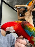 Prachtige ara’s te koop (papegaai), Dieren en Toebehoren, Mannelijk, Papegaai, Tam