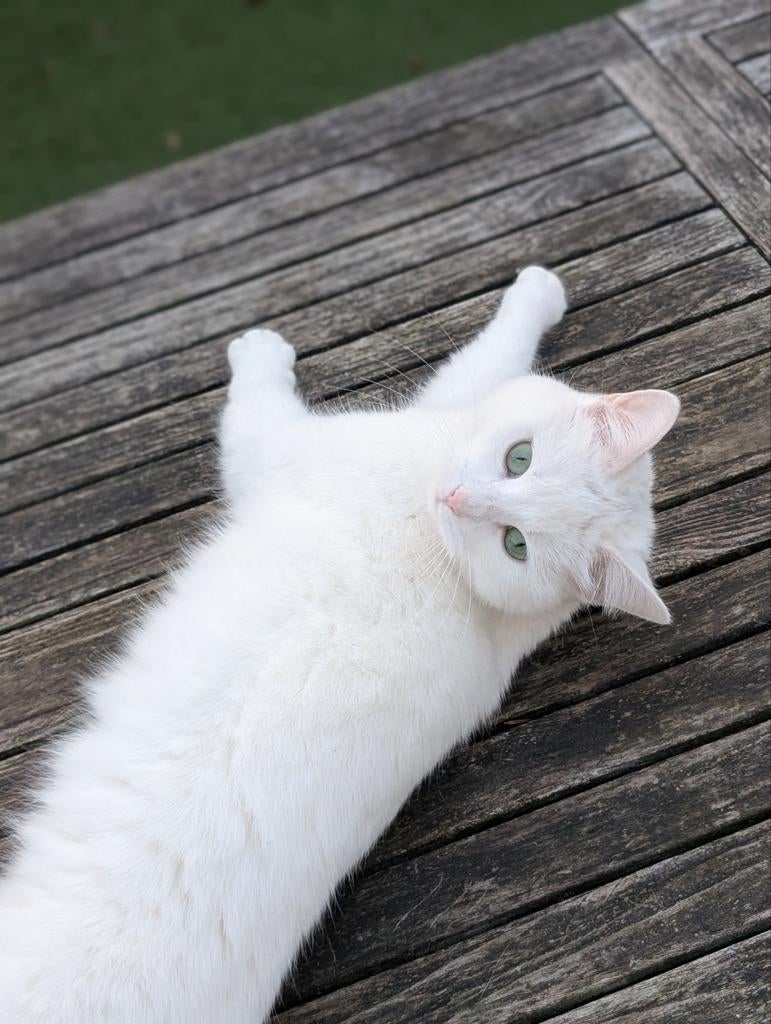 Lieve poes zoekt een nieuw thuis, Poes