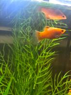 Platy, Dieren en Toebehoren