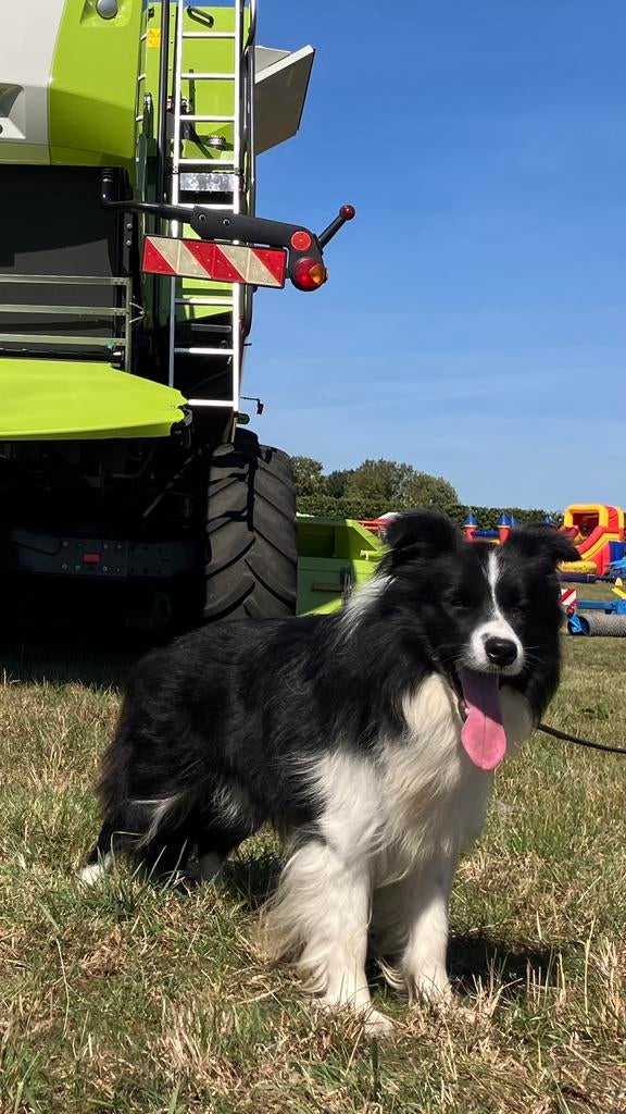 Border collie pups, Parvo, België, Fokker | Hobbymatig, 8 tot 15 weken