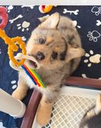 Mooie lieve pomsky / corgi mix pup pups, Parvo, 8 tot 15 weken, Meerdere, Meerdere dieren