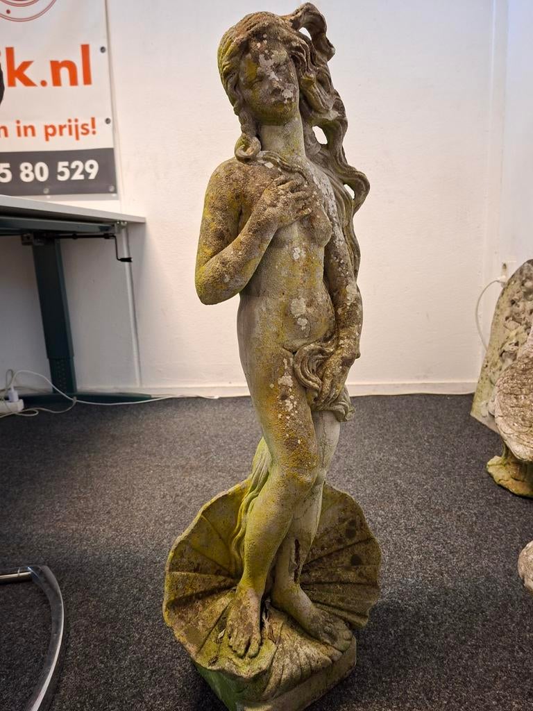 Tuinbeeld: De Geboorte van Venus - Beton, 85 cm, Ophalen, Gebruikt, Beton, Mensenbeeld