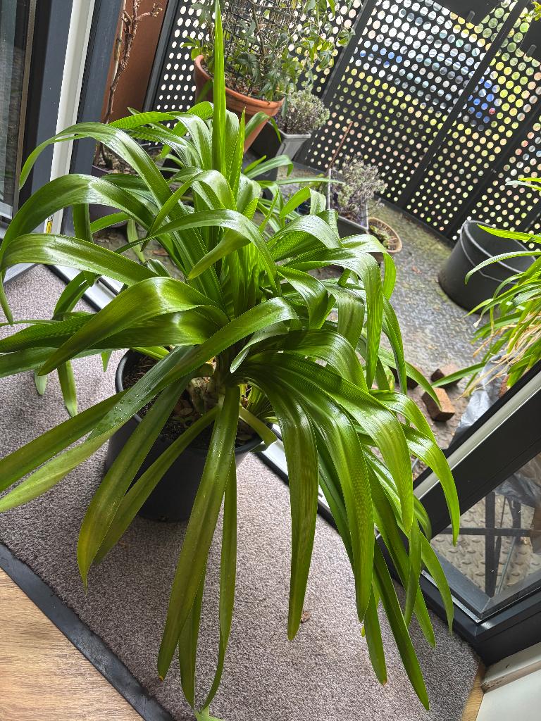 Prachtige Agapanthus Enigma, Tuin en Terras, Planten | Tuinplanten, Vaste plant, Overige soorten, Volle zon, Zomer, Ophalen