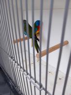 splendid parkieten, Meerdere dieren, Parkiet, Geringd