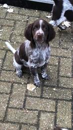 Heidewachtel/ kl. munsterlander pups, Parvo, Overige rassen, 8 tot 15 weken, Meerdere