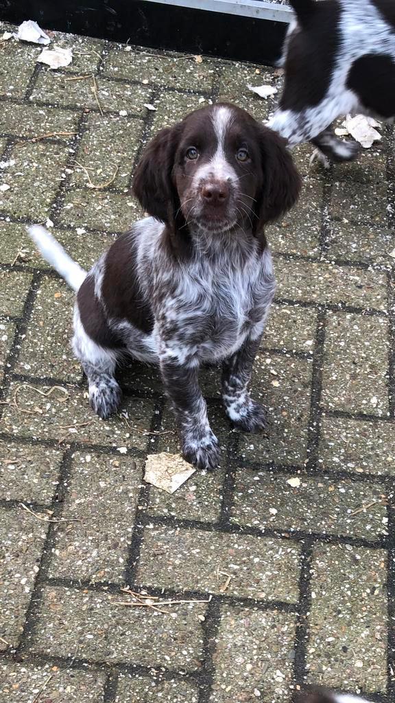 Heidewachtel/ kl. munsterlander pups, Dieren en Toebehoren, Honden | Setters en Staande honden, Meerdere dieren, Overige rassen