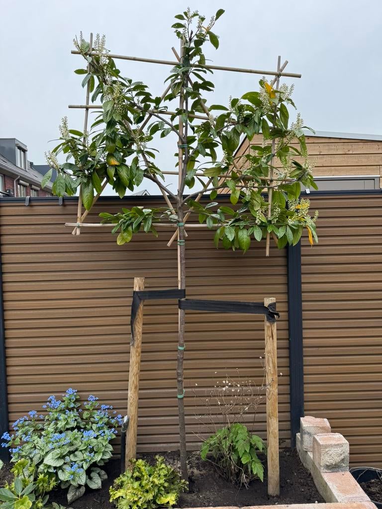 Prunus laurocerasus 'Caucasica' leiboom, Tuin en Terras, Planten | Bomen, Ophalen, Halfschaduw, Leiboom, 100 tot 250 cm