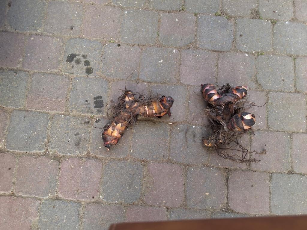 Canna Knollen - 2 Kisten Vol, Tuin en Terras, Ophalen, Voorjaar, Volle zon, Knol