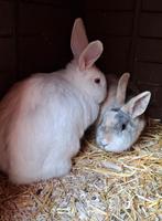 2 konijnen vlaamse reus, Dieren en Toebehoren, Konijnen, Vrouwelijk, Middelgroot