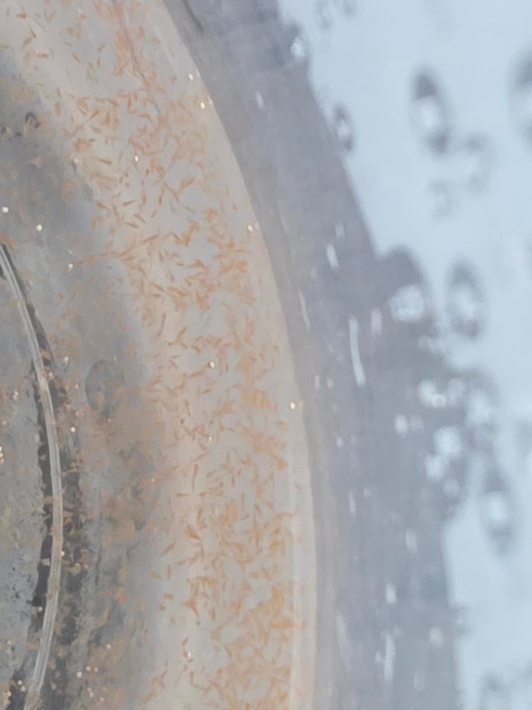 Artemia naupliën, Dieren en Toebehoren, Vissen | Aquaria en Toebehoren, Ophalen, Nieuw