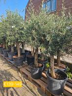 Olijfbomen 170cm hoog dikke stam 115-159 euro, Volle zon, Ophalen of Verzenden, 100 tot 250 cm, Olijfboom